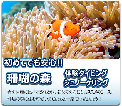 ニモに会いに行くサンゴの森体験ダイビング