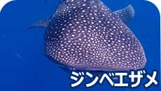 ジンベエザメダイビング