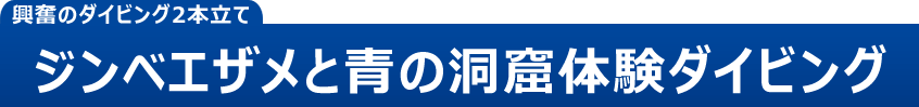 興奮のダイビング2本立て！ジンベエザメと青の洞窟